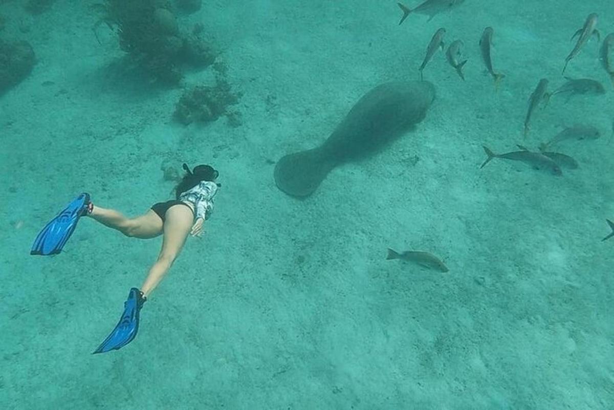 a woman in the ocean looking at a whale shark