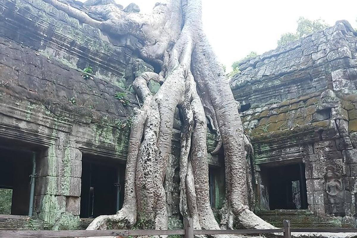 một nhóm cây mọc ở bên hông tòa nhà