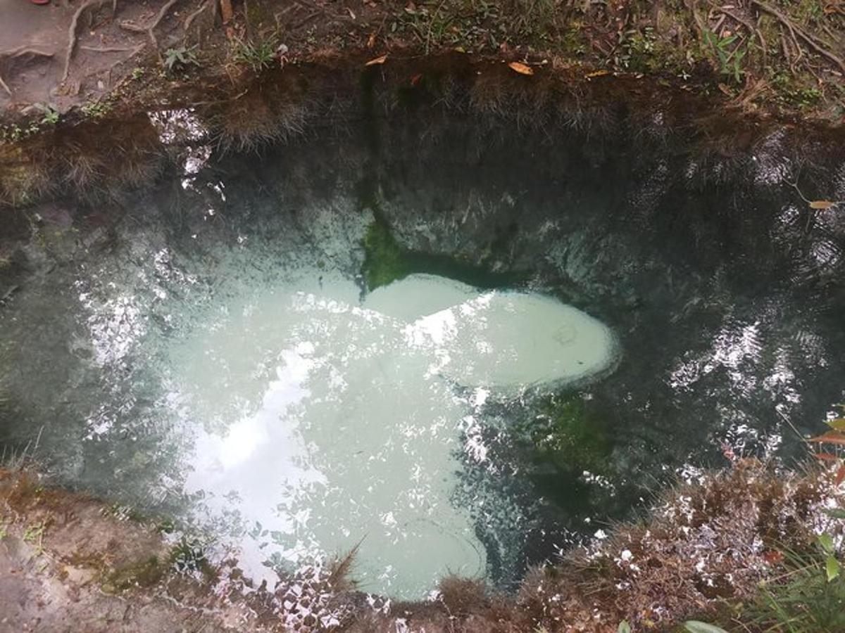 un gran estany d'aigua verda en un camp