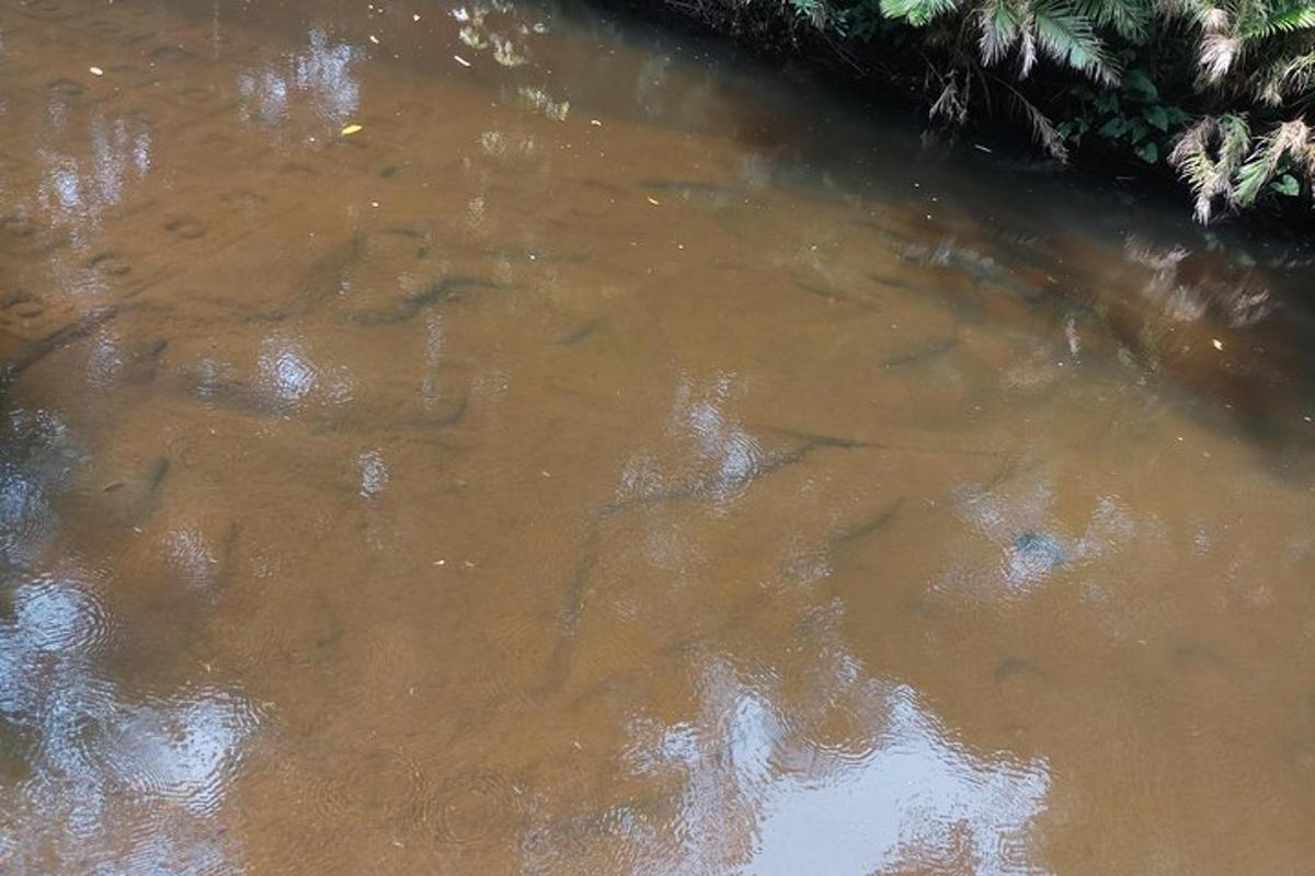 un grup de peixos nedant en una massa d'aigua