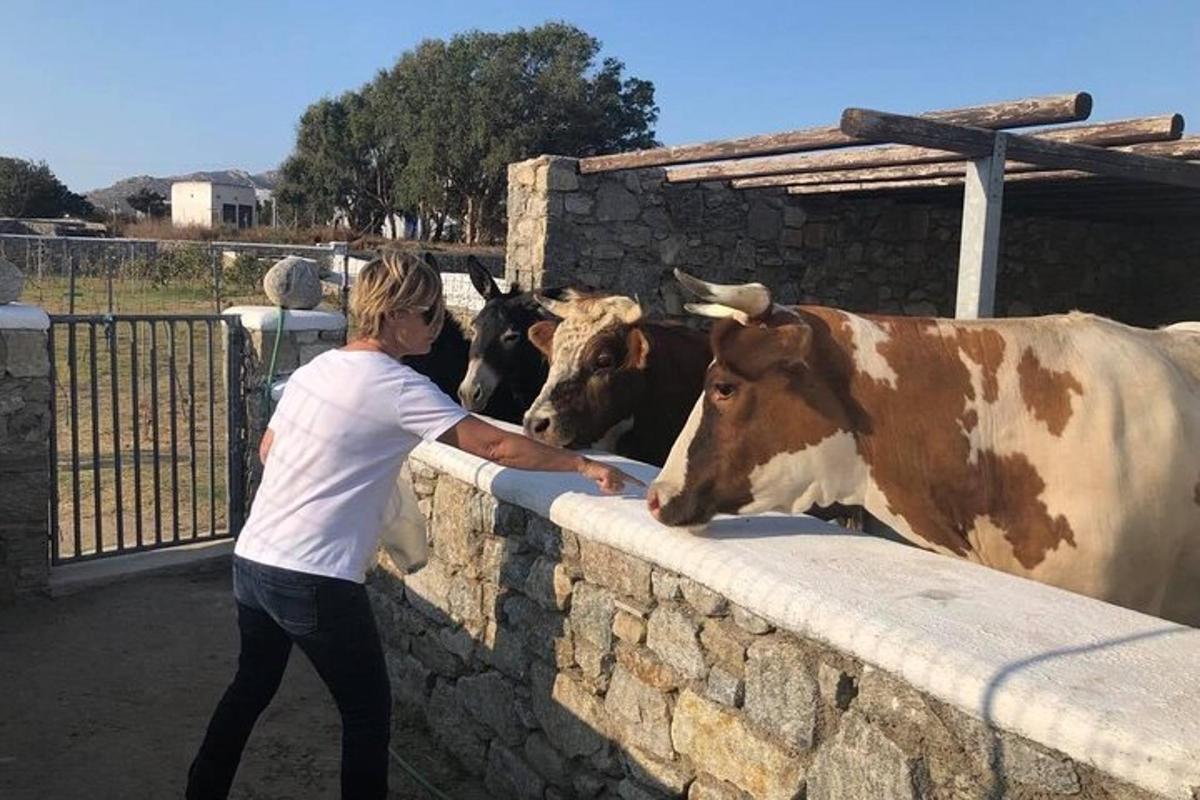 žena se naklánějící přes zeď hladící dvě krávy