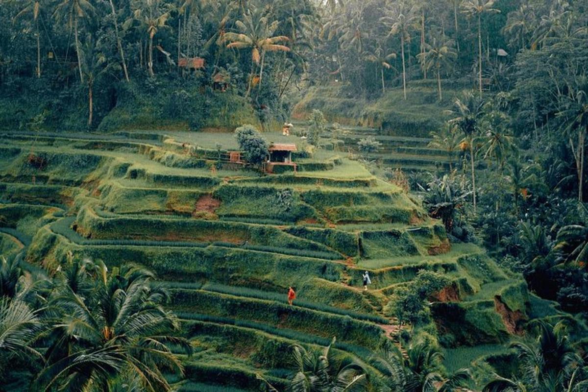 een luchtfoto van een tuin in de jungle