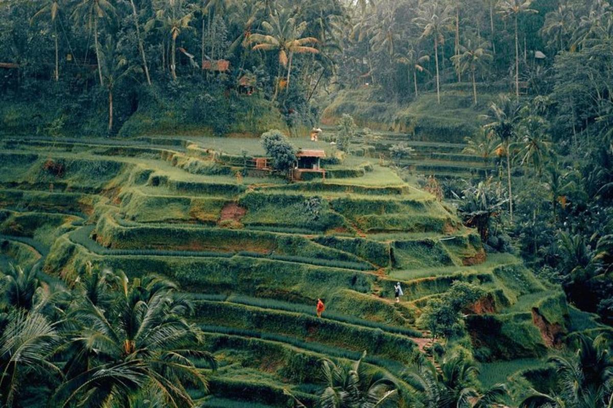 Una vista aérea de un campo con terrazas en la selva.