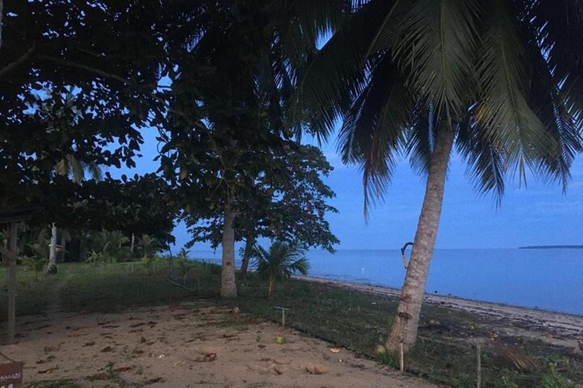 a beach with two palm trees and the ocean