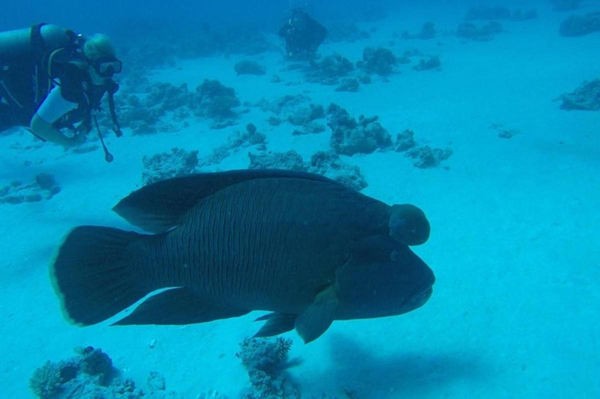 a person in the ocean looking at a large fish
