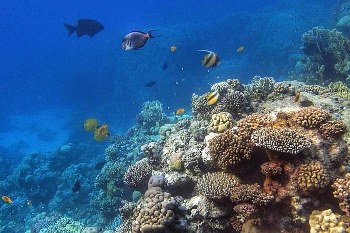 a coral reef with fish in the ocean