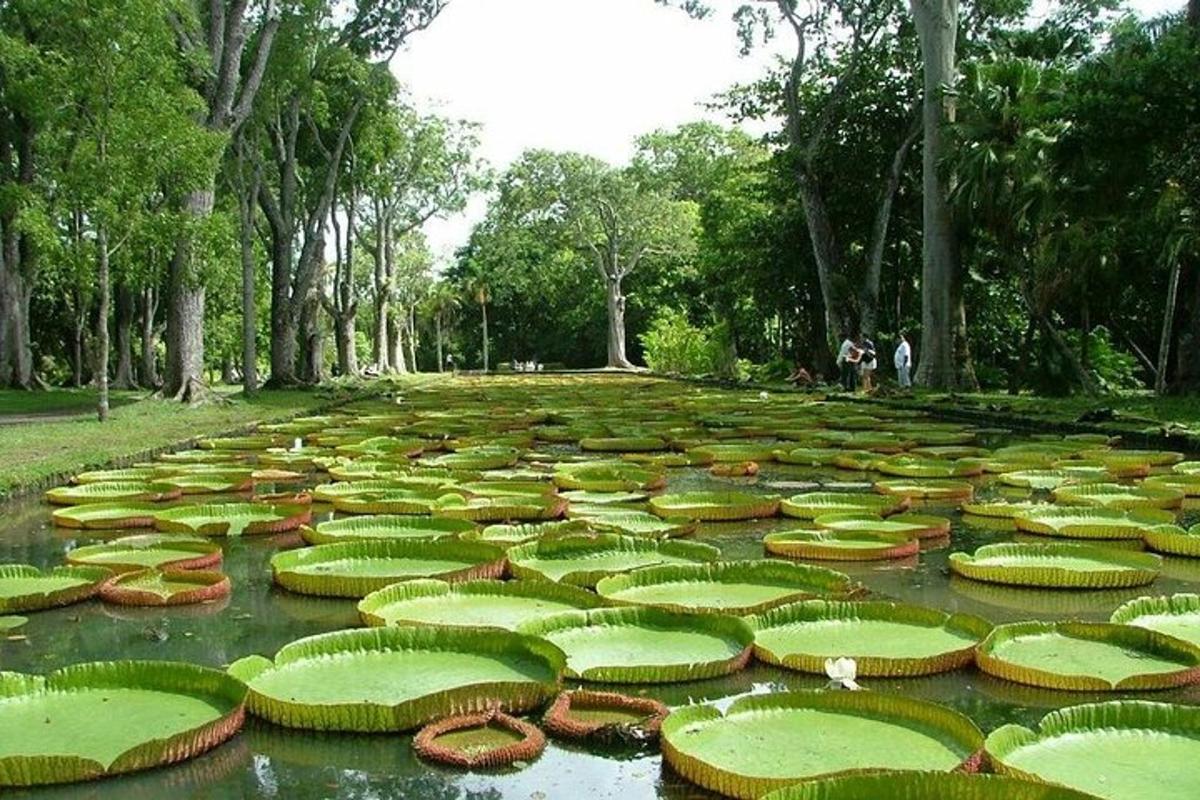 um grande campo de nenúfares em um parque
