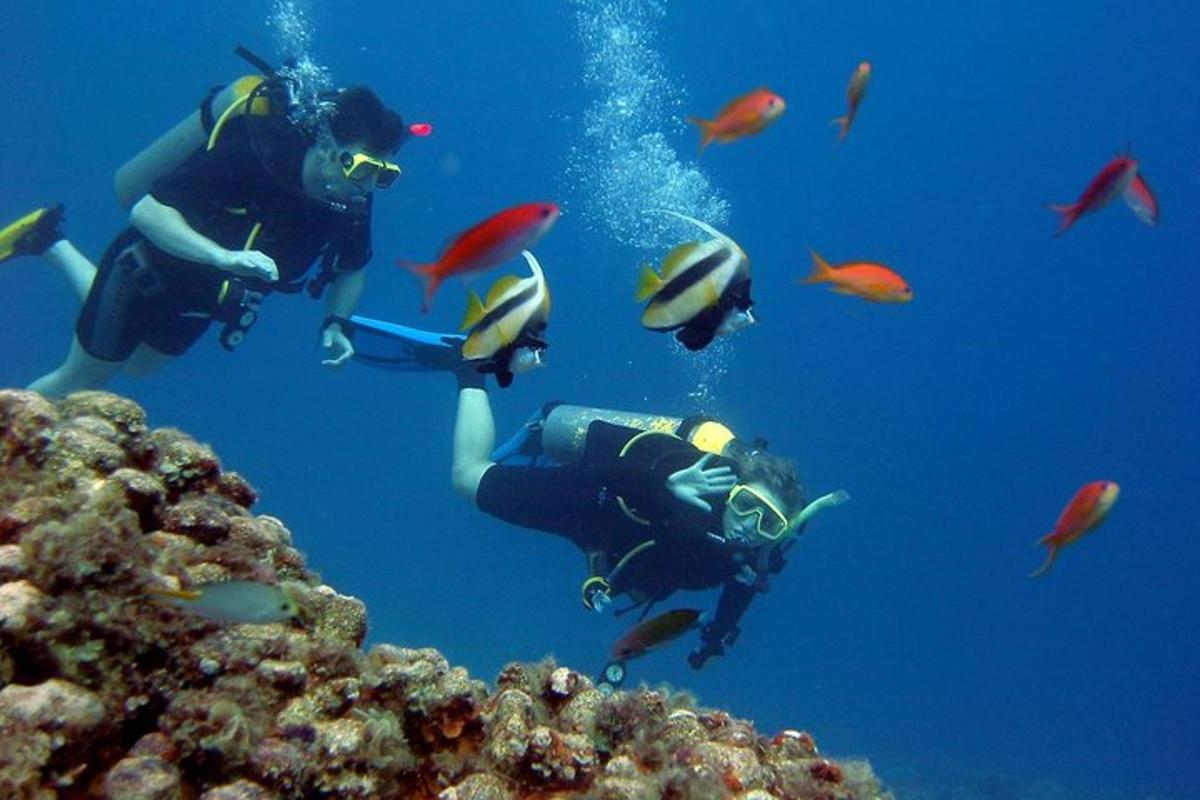 two people scuba diving over a coral reef with fish