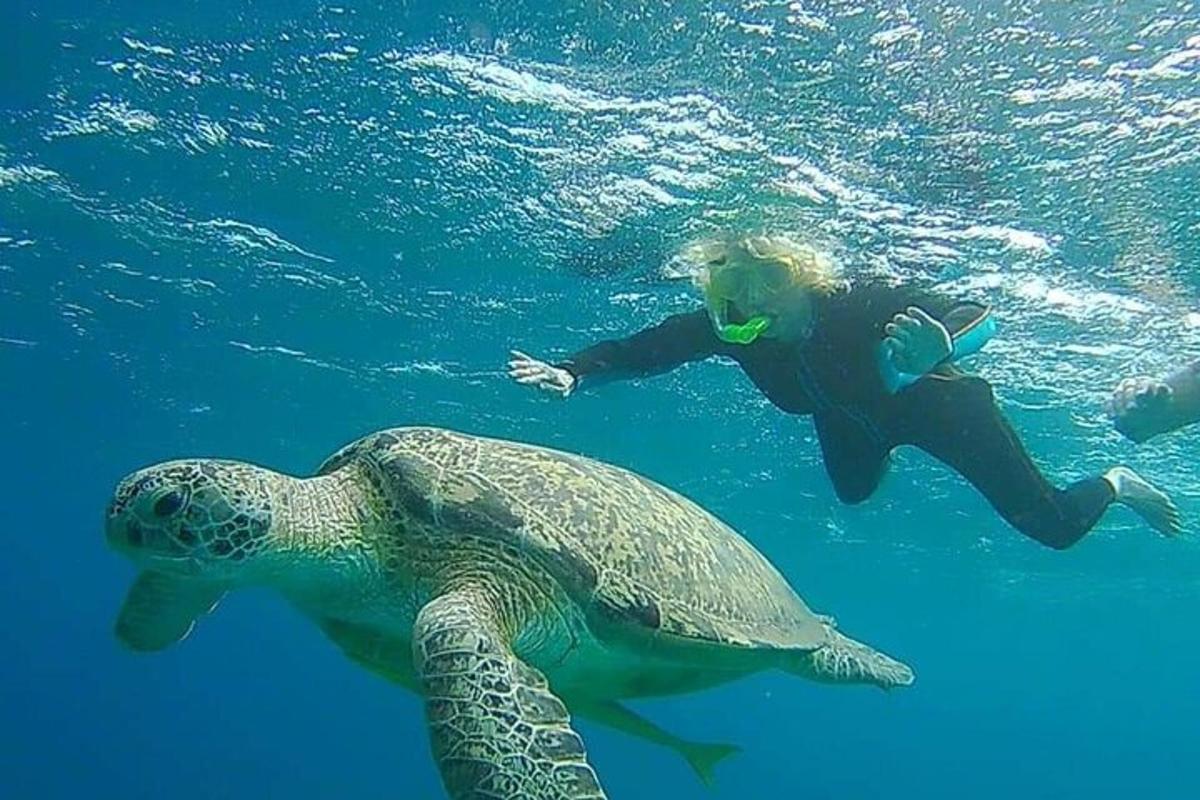 水中でカメの隣で泳ぐ人