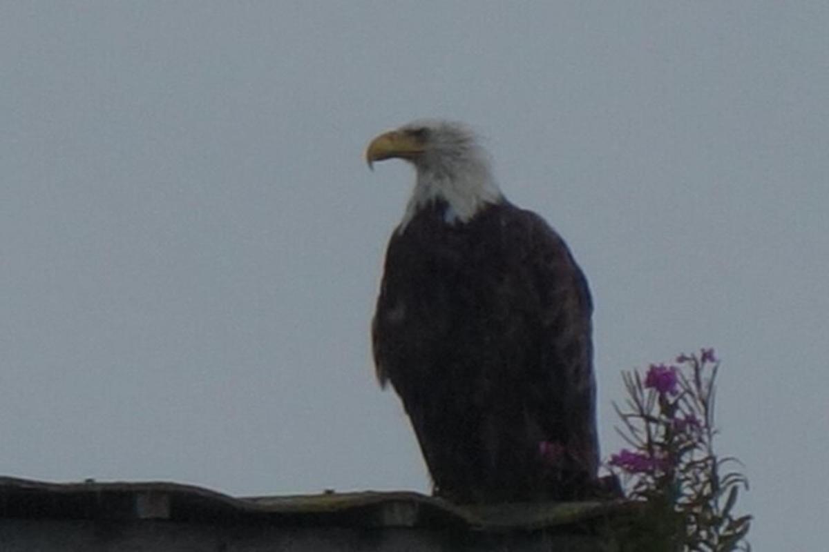 un'aquila calva seduta in cima a un tetto