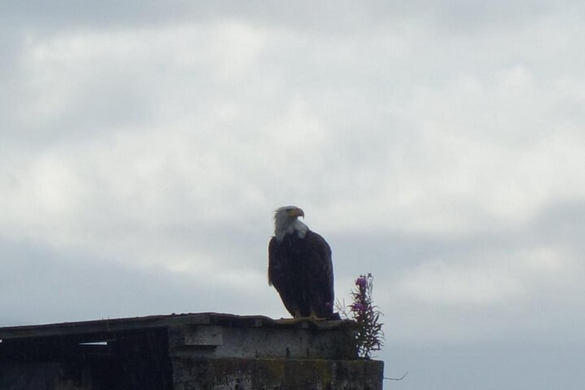 un'aquila seduta in cima a un edificio