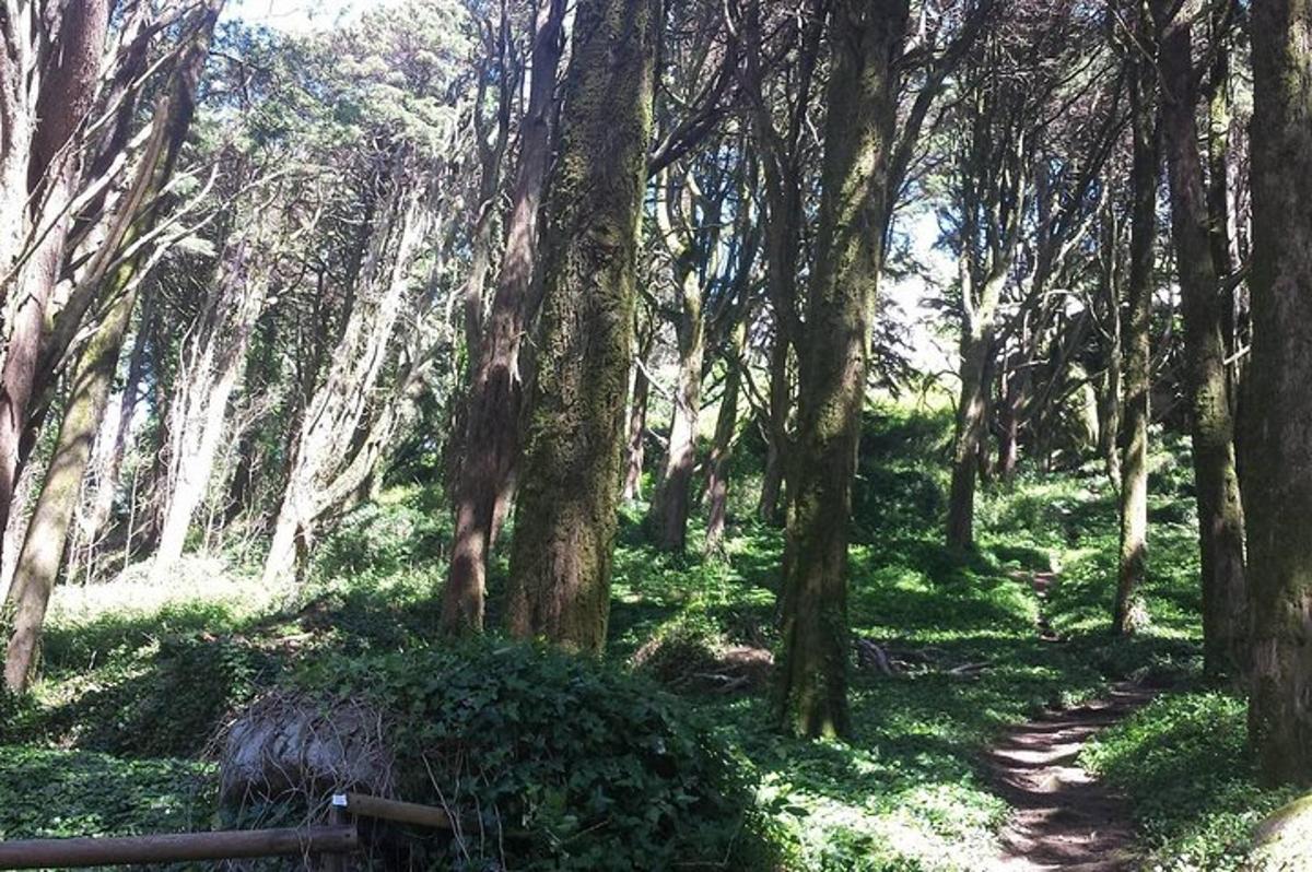 Un bosque de árboles con un banco en un sendero.