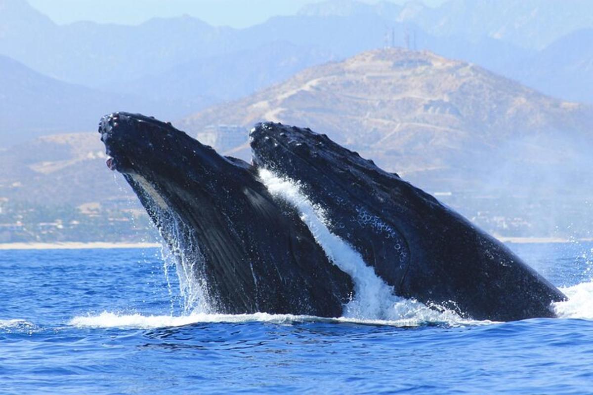a whale tail in the water with a mountain in the background