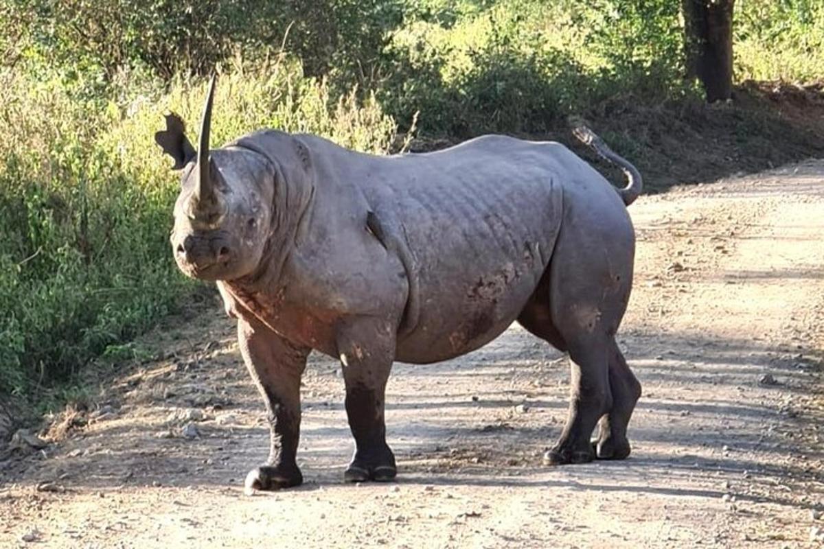 a statue of a rhino standing on a dirt road