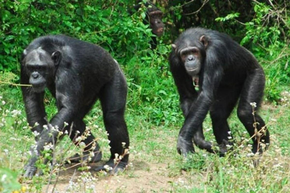 two chimpanzees walking together in the grass