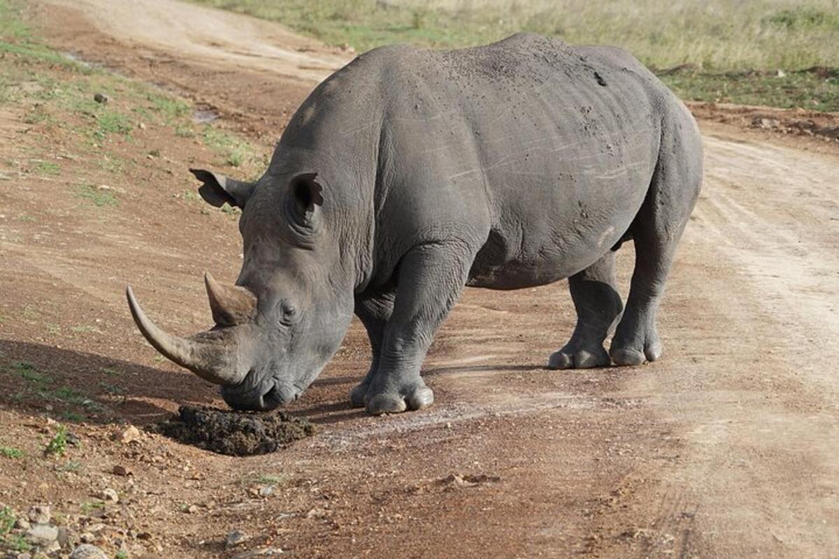 a rhino is standing on a dirt road