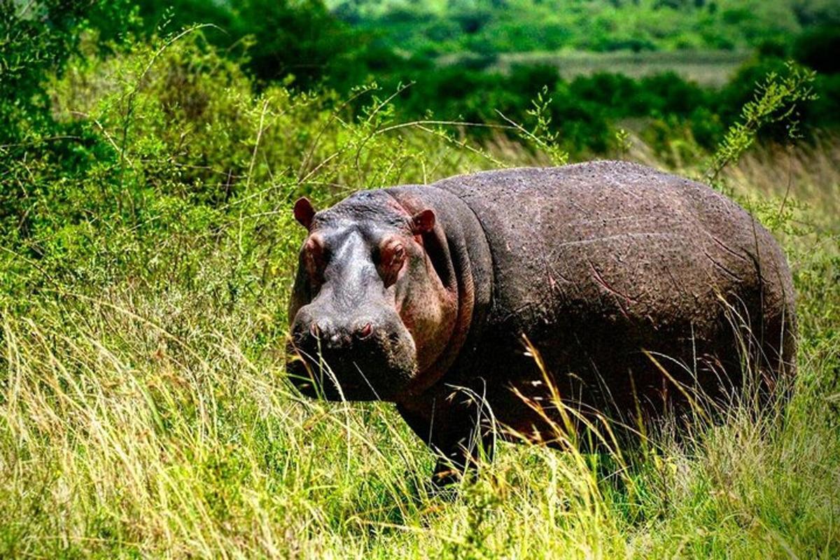 un hipopotam stând într-un câmp cu iarbă înaltă