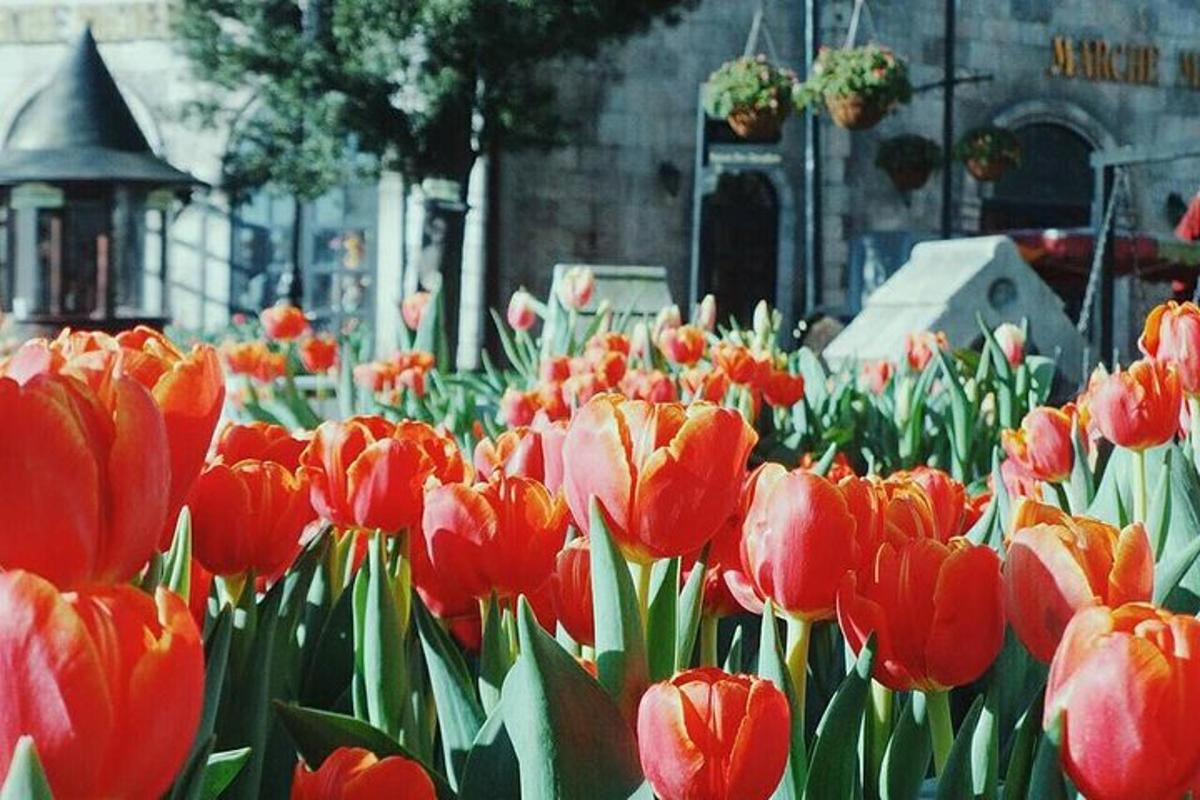 kytica červených tulipánov v záhrade