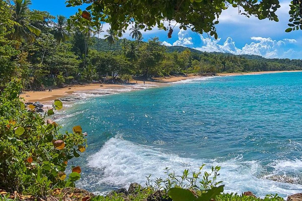 a view of a beach with trees and the ocean