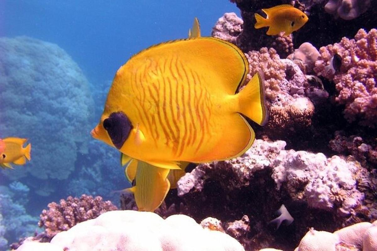 isang dilaw na isda na lumalangoy sa isang coral reef