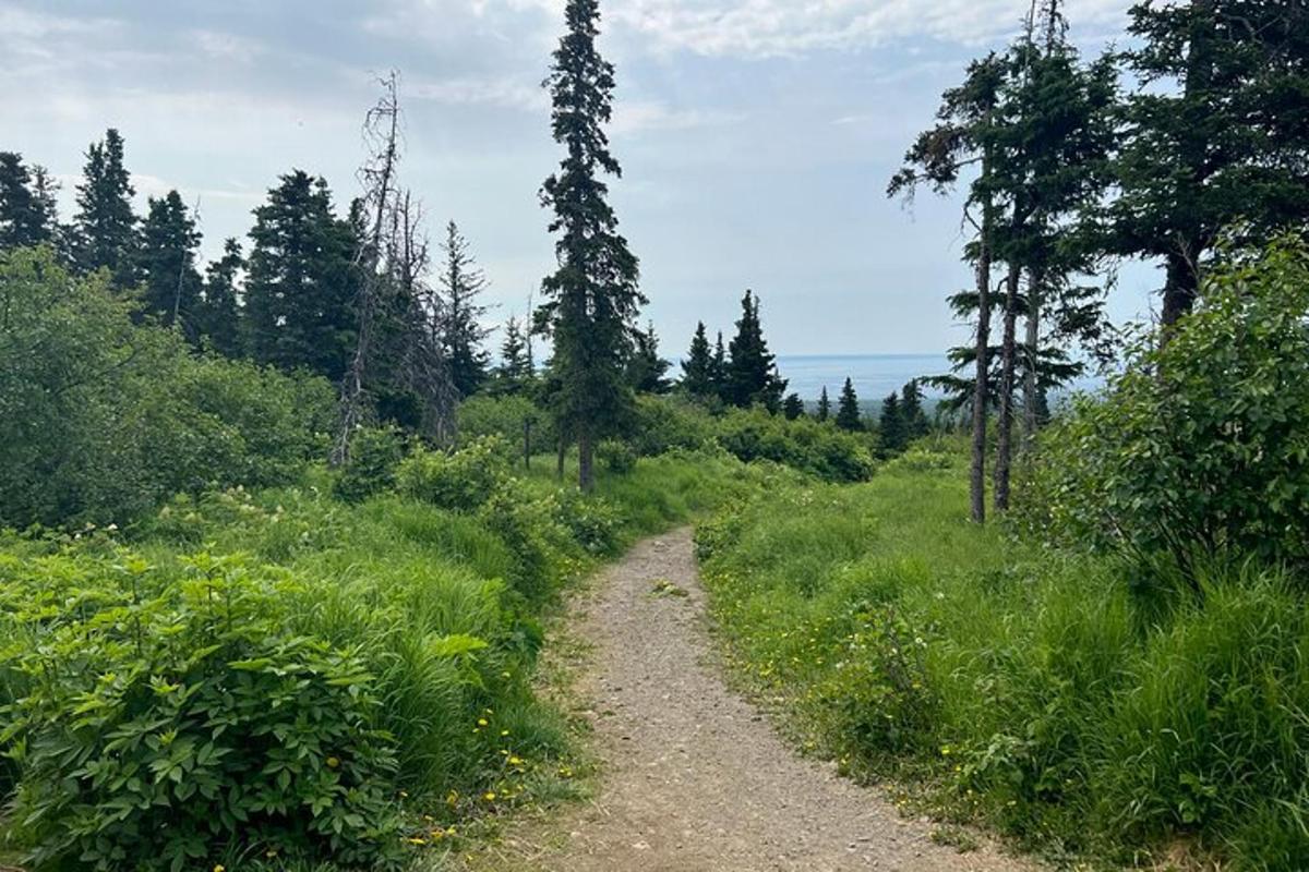 a dirt road in the middle of a field with trees