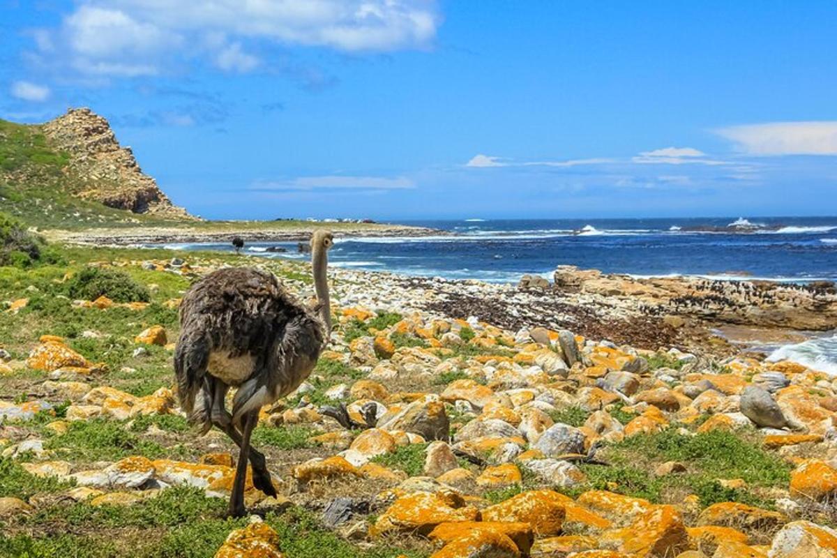 an ostrich walking on the rocks near the ocean
