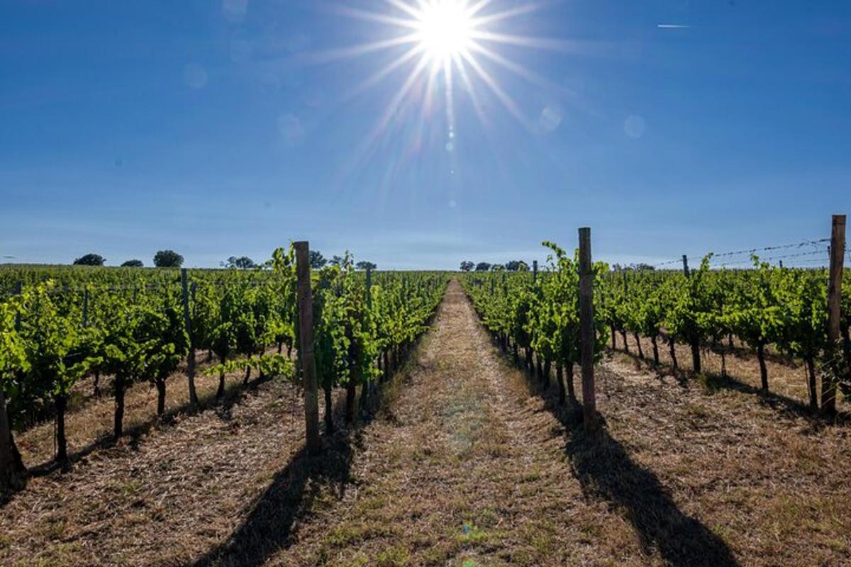 un campo di viti con il sole nel cielo