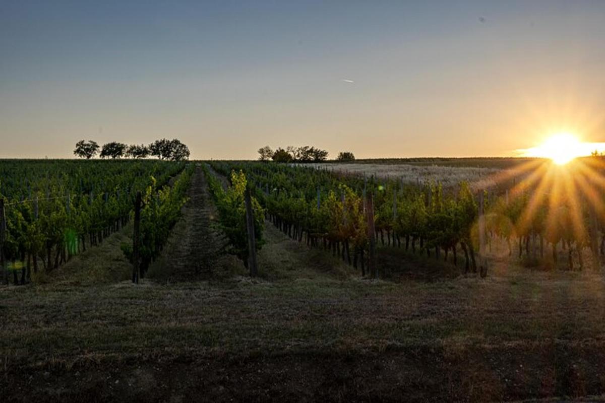 um vinhedo com o pôr do sol em um campo