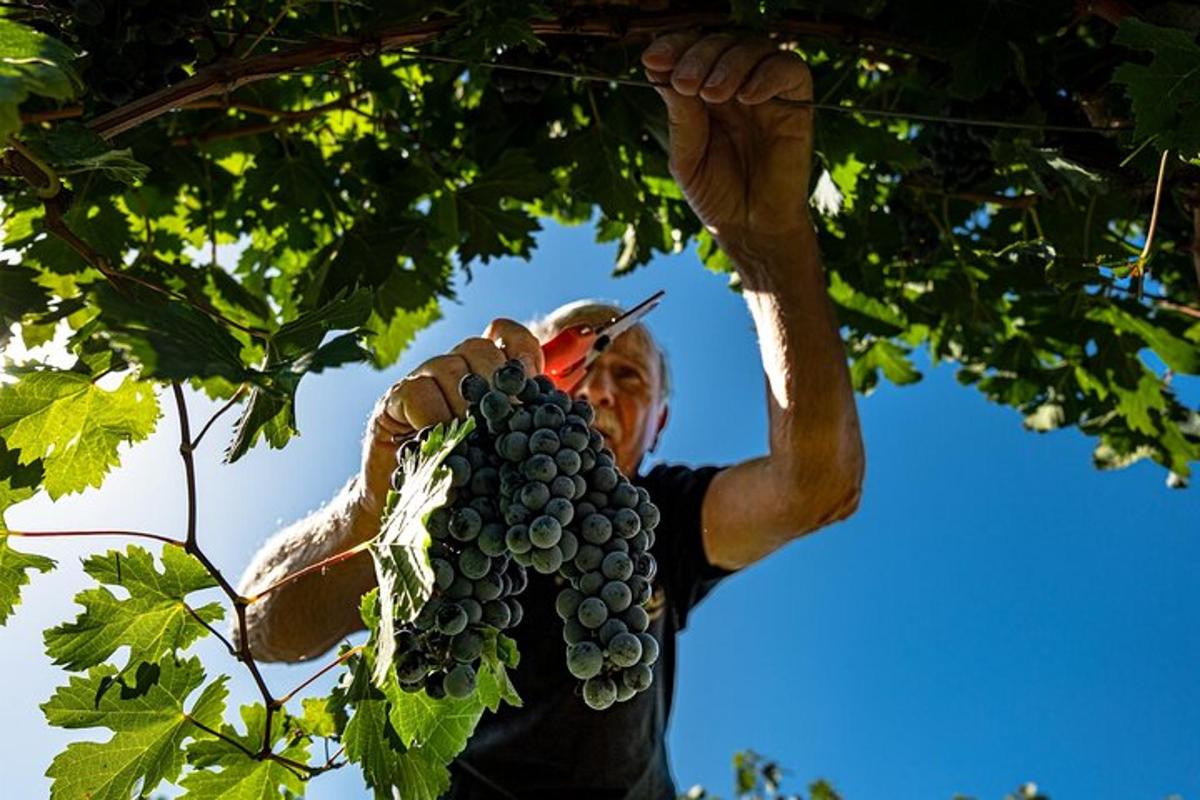 um homem está colhendo uvas de uma árvore
