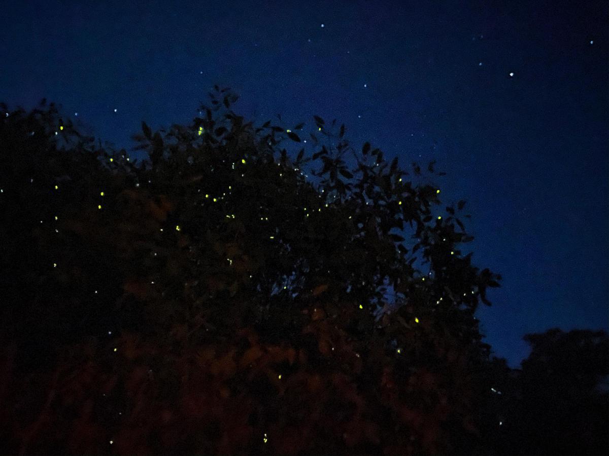 a tree at night with stars in the sky