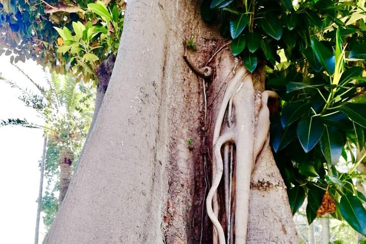 Un árbol con una raíz incrustada en el costado.