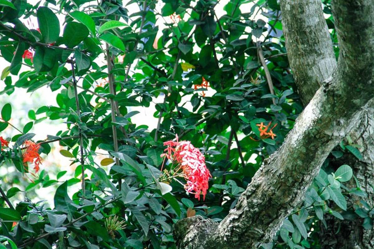 ein Busch mit roten Blüten und ein Baum