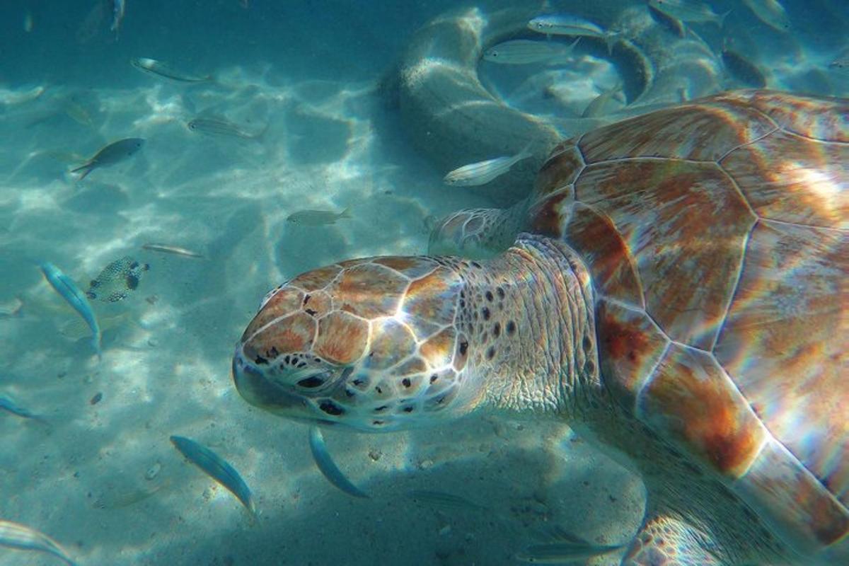 a sea turtle swimming in the water with fishes
