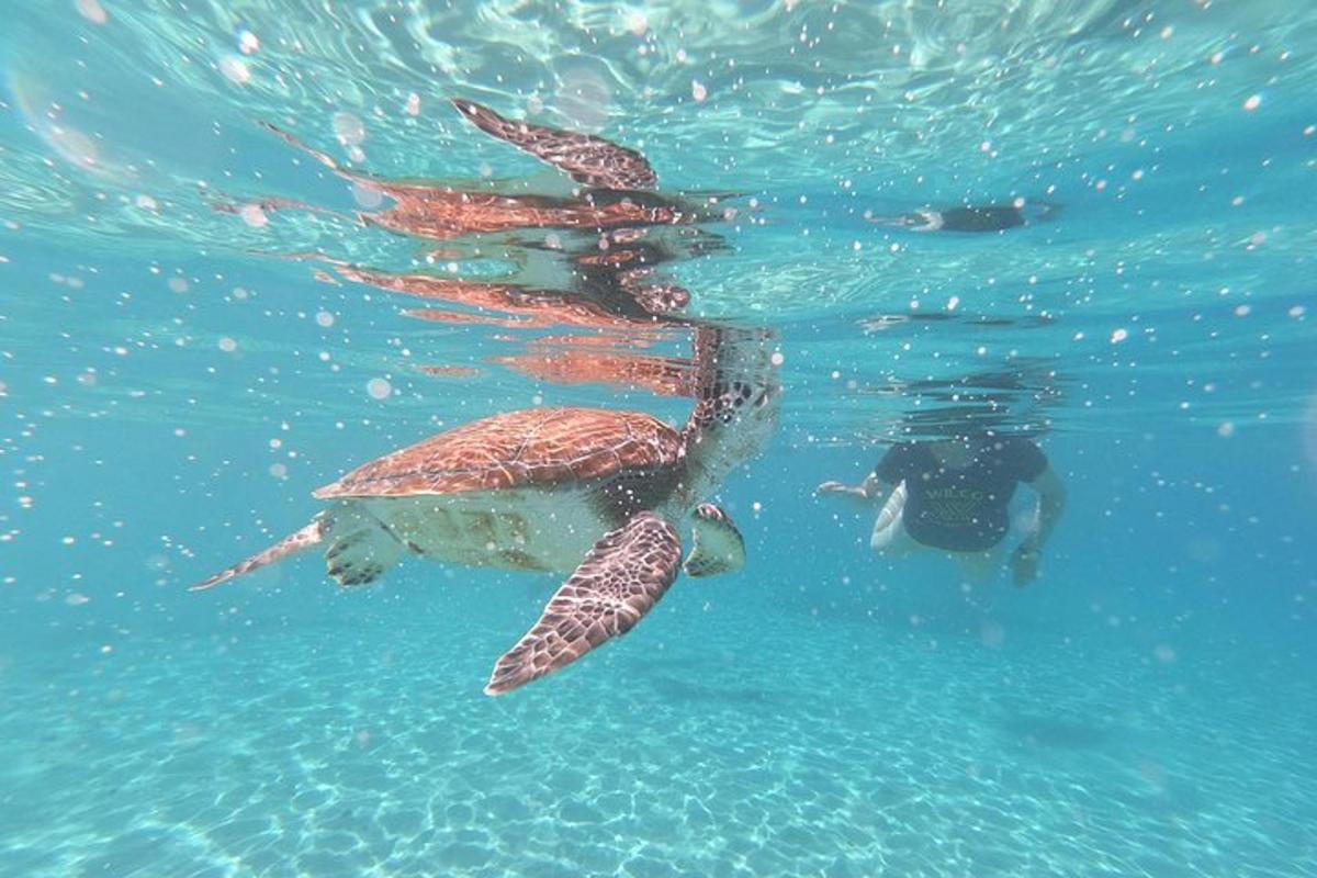 two turtles are swimming in the water