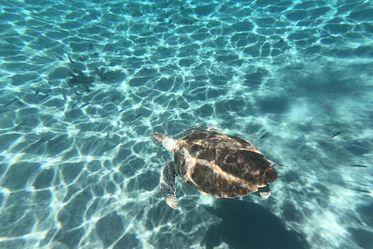 a green sea turtle swimming in the water