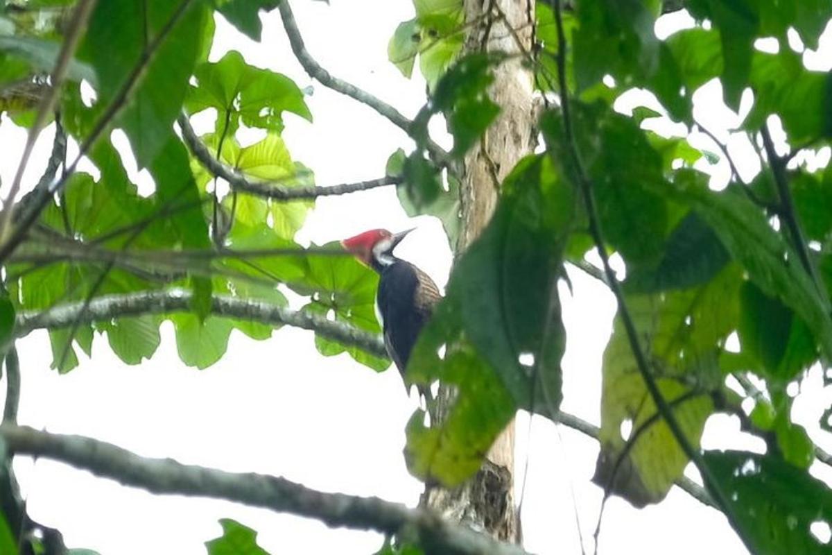 ein Vogel, der auf einem Ast thront