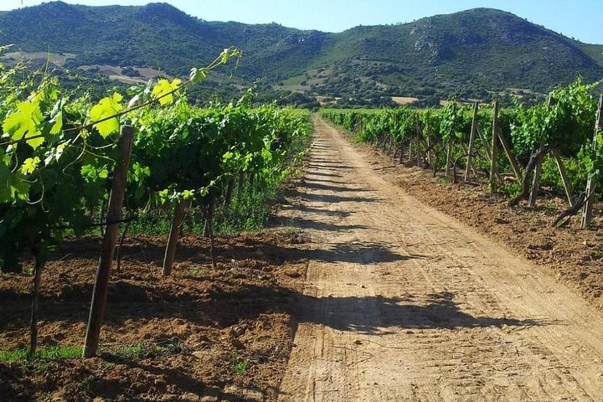 Un camino de tierra a través de un viñedo con montañas al fondo.