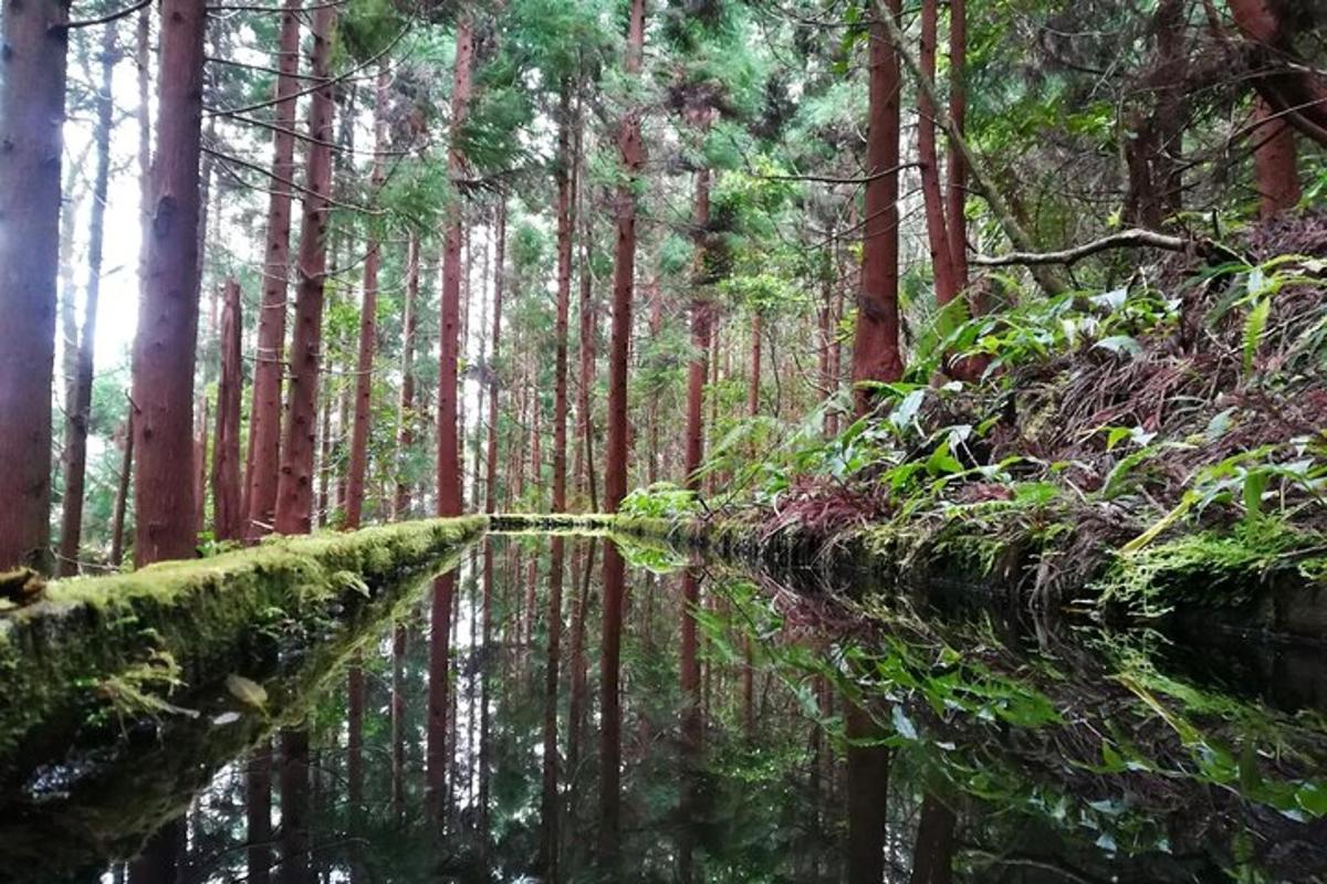 un arroyo en un bosque con árboles y plantas