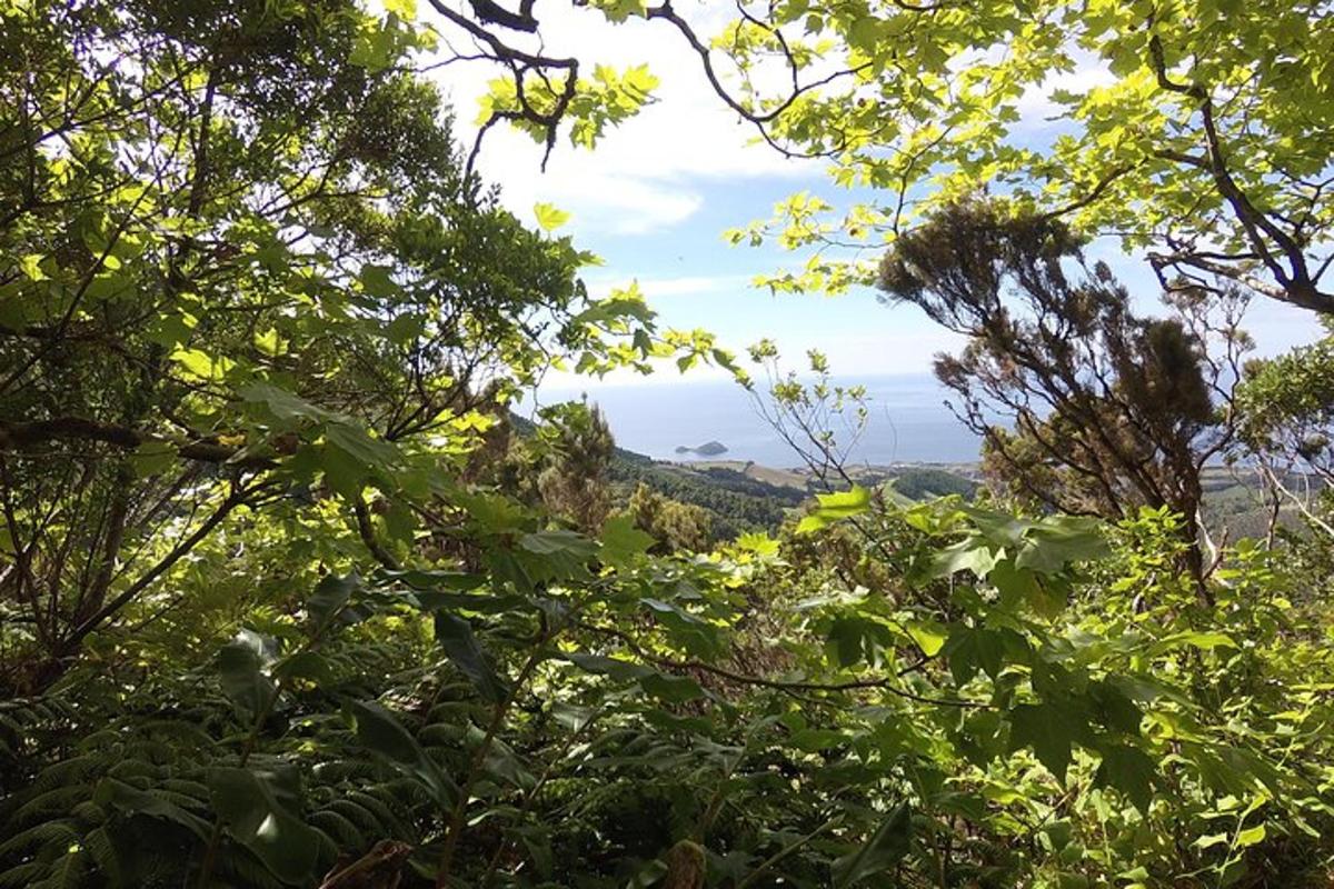 Una vista a través de las hojas de los árboles en una colina.