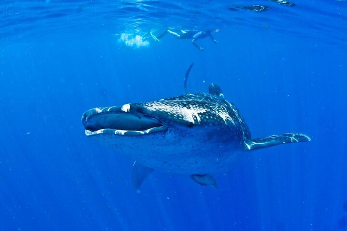 un tauró balena nedant a l'aigua blava