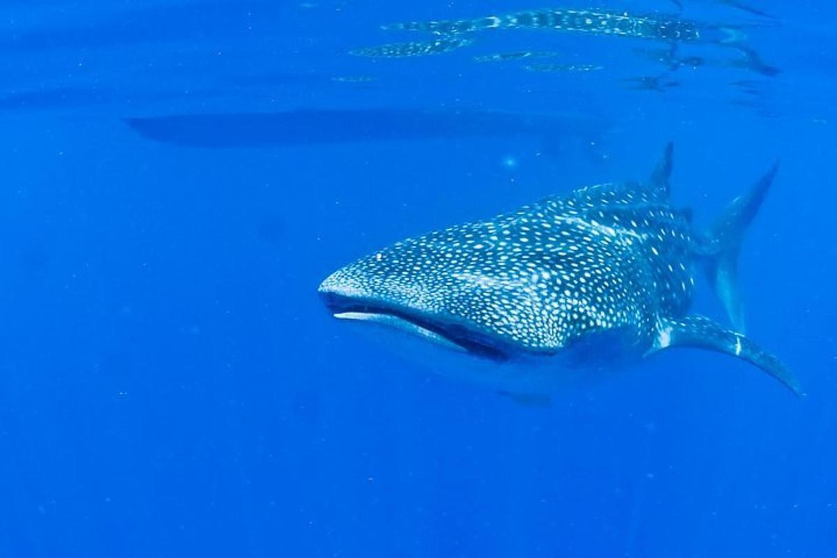 un tauró balena nedant a l'aigua
