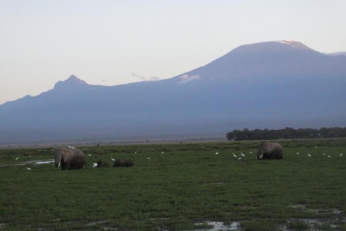 um grupo de elefantes pastando em um campo com montanhas ao fundo