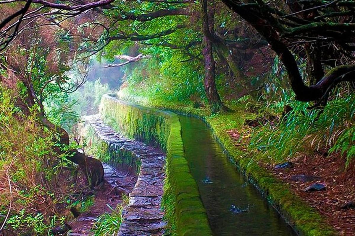 un dipinto di un sentiero in una foresta