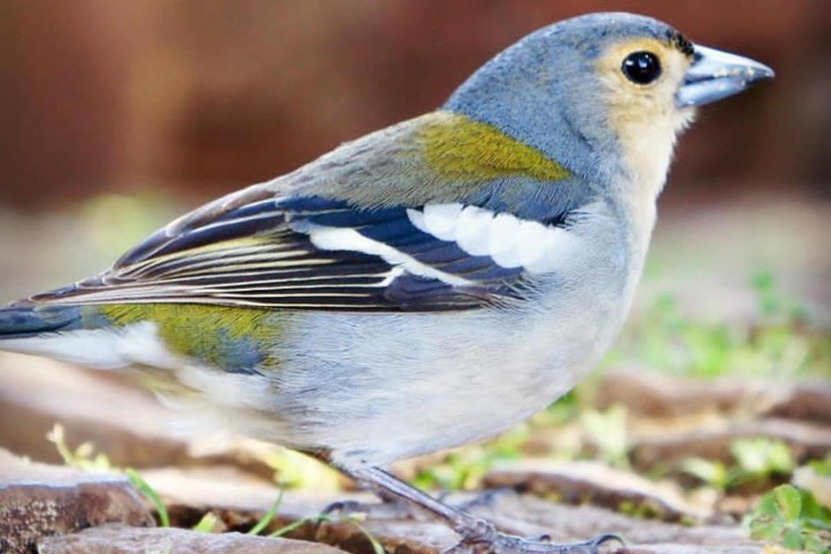 un uccello è in piedi a terra