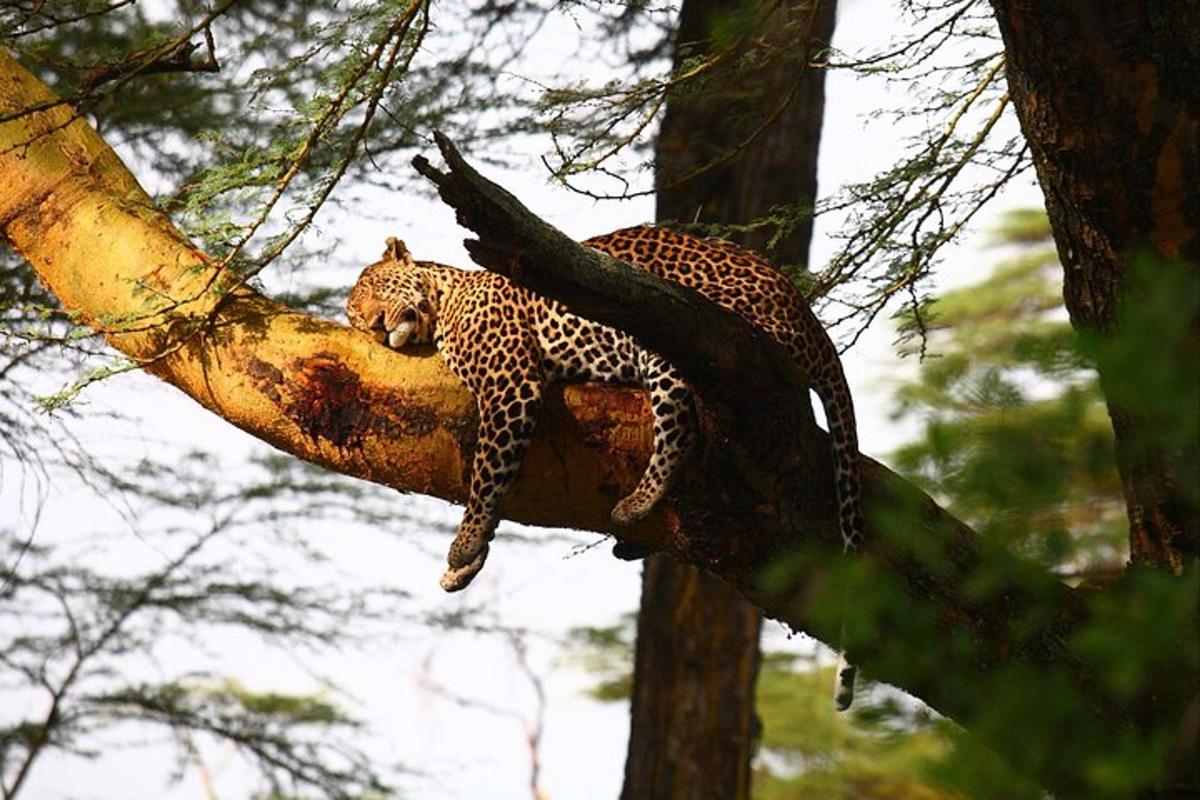leopard ležící na větvi stromu