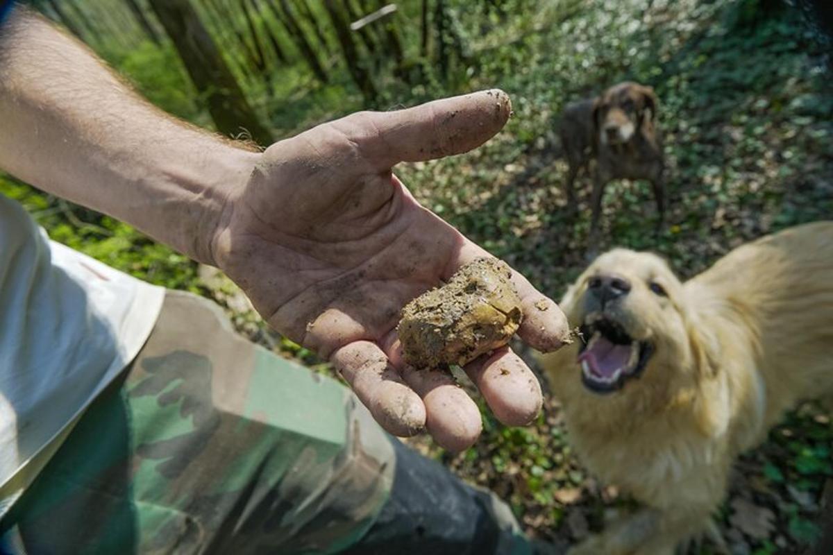 o mână care ține un câine cu o jucărie în gură