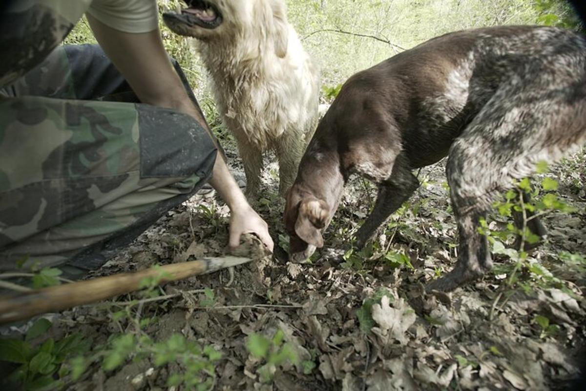 Dos perros de pie junto a una persona en la tierra.