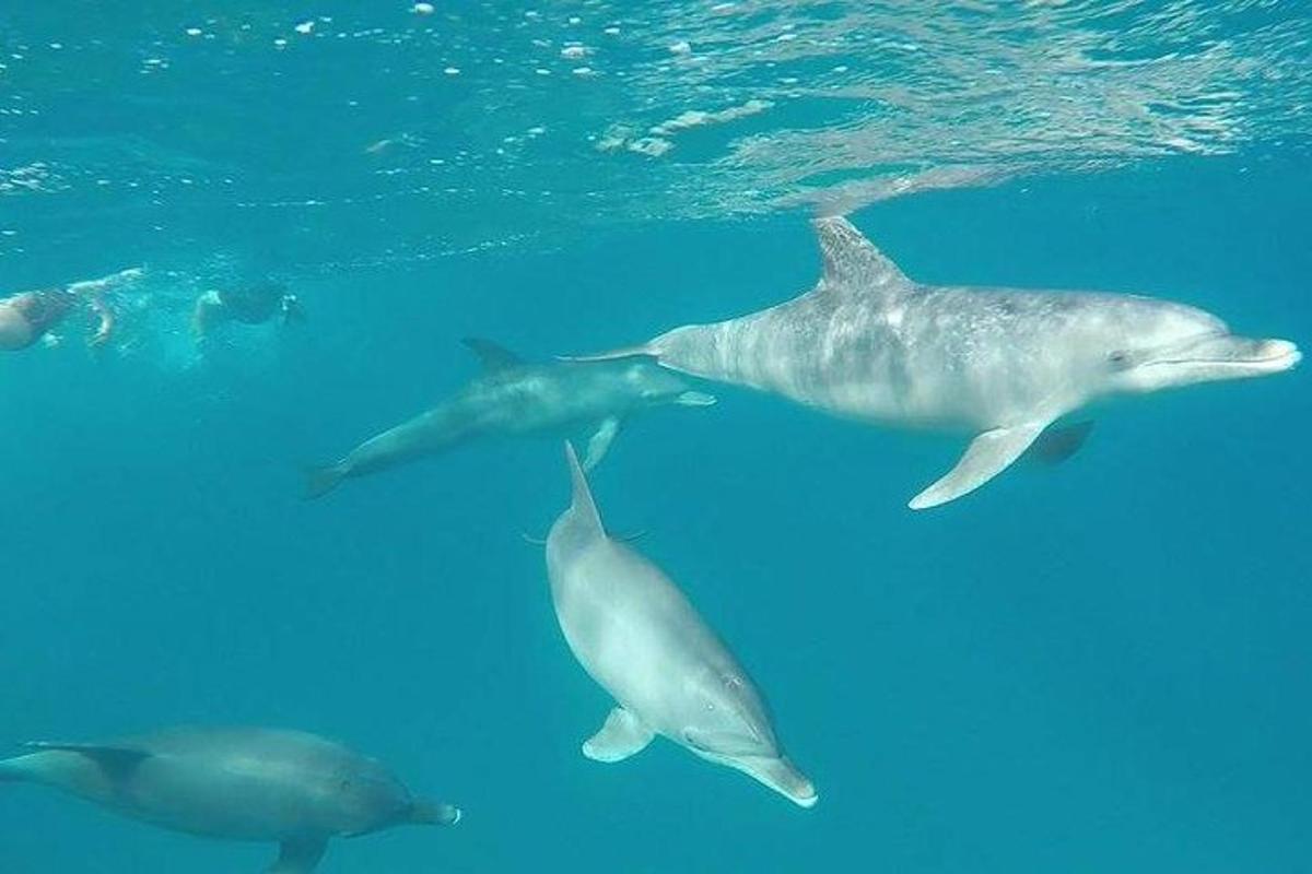 a group of dolphins swimming in the water