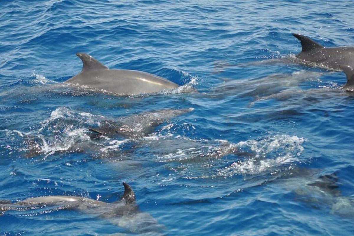 eine Gruppe von Delfinen, die im Wasser schwimmen