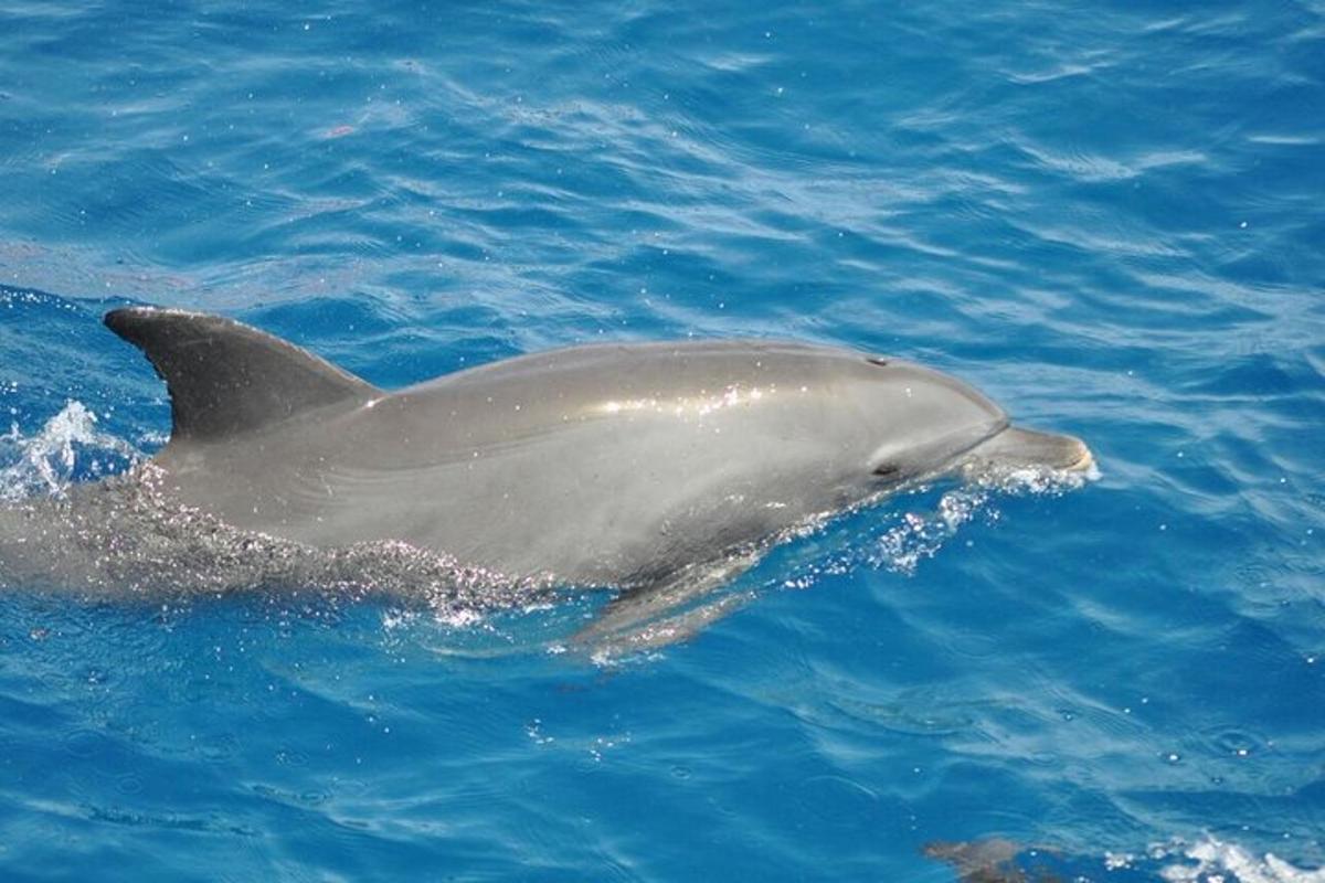 a dolphin swimming in the blue water